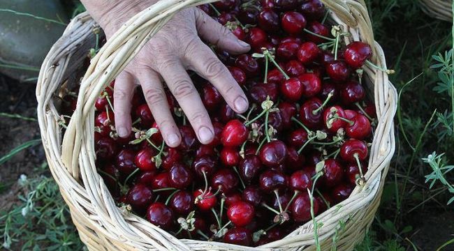 İnegöl'de yetişen kirazı İngiliz Kraliyet ailesi yiyor