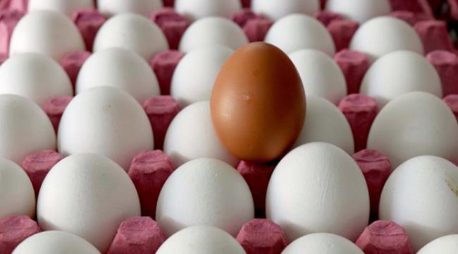 Tavuk yumurtasi üretimi geçen yıla göre arttı