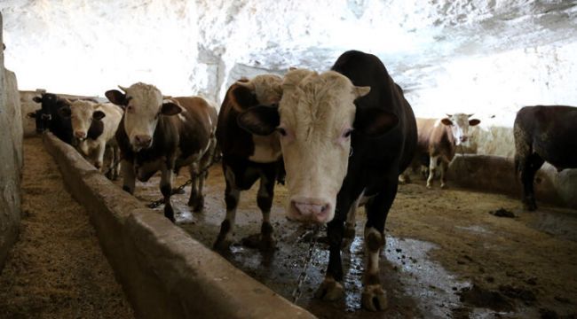 İstanbul'a kurbanlık girişleri cumartesi başlayacak