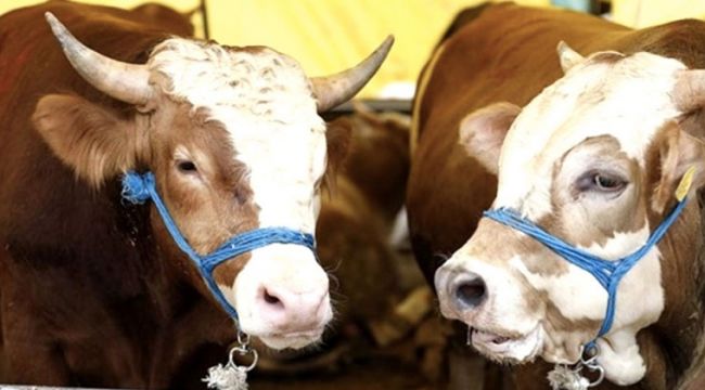 Kurban Bayramı öncesinde kurbanlık sevkiyatı hızlandı