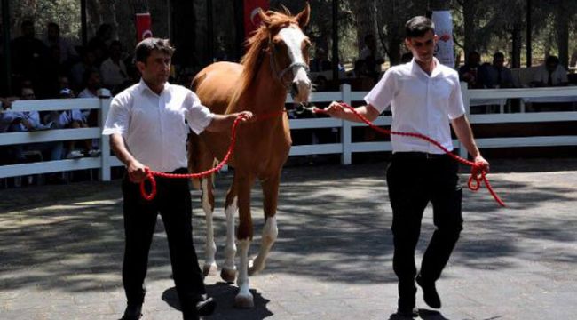 TİGEM'in tayları görücüye çıkıyor