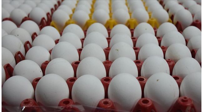 Yumurta üreticileri İran üzerinden ihracata başlamaya hazır