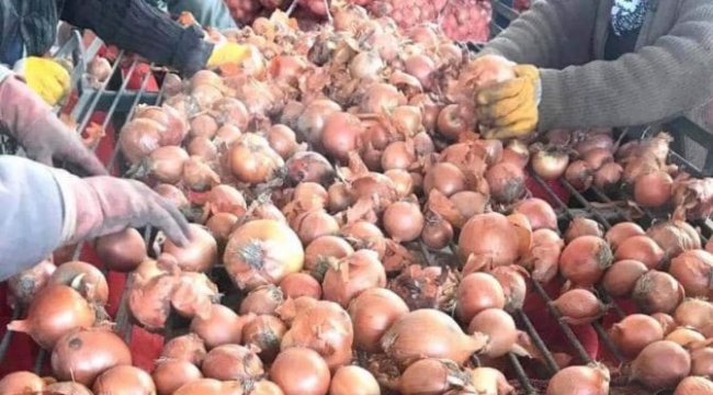 Soğan ve patateste ihracatın serbest olması çiftçiyi rahatlattı