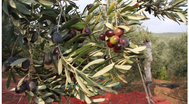 Zeytinde rekolte kaybı uyarısı