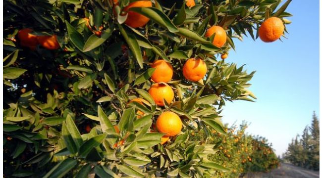 Narenciyede sıcaklık zararı TARSİM kapsamına alındı