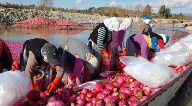 Osmaniye’de turp hasadı başladı