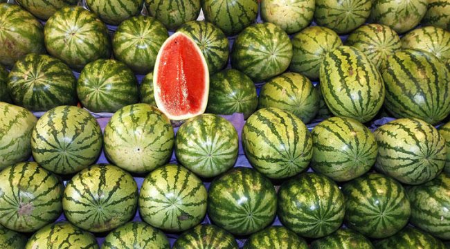 Adana'da karpuz ekimi yapıldı