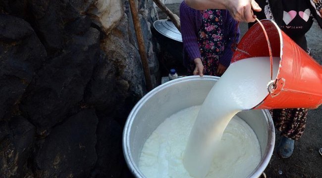 Toplanan inek sütü miktarı yıllık bazda arttı