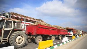 Kazım Taşkent Eskişehir Şeker Fabrikası'nda pancar alımı başladı