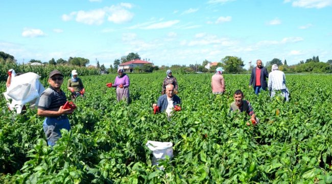 Samsun Limanı'nda analiz sorunu: Bafra Ovası'nda üretilen kapya biberler tahlil için Mersin'e gönderiliyor