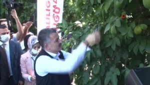 Bakan Pakdemirli limon topladı