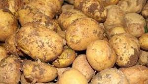 Patates rekoltesinin bu yıl 5 milyon ton olması bekleniyor