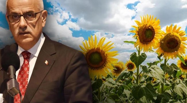 Bakan Kirişci duyurdu! Ayçiçeğinin alım fiyatı belli oldu