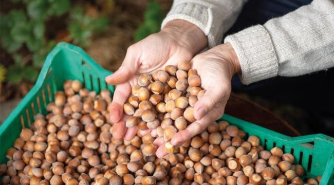‘Fındığın değerini korumak milli görev’