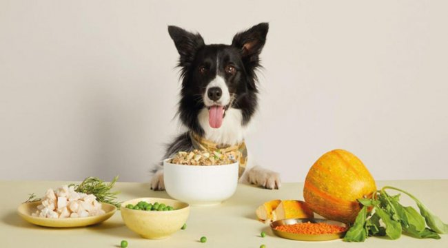 Kedi-köpek maması girişimiyle yatırım aldı