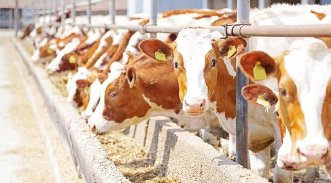 Sözleşmeli besicilikle pazar ve fiyat garantisi