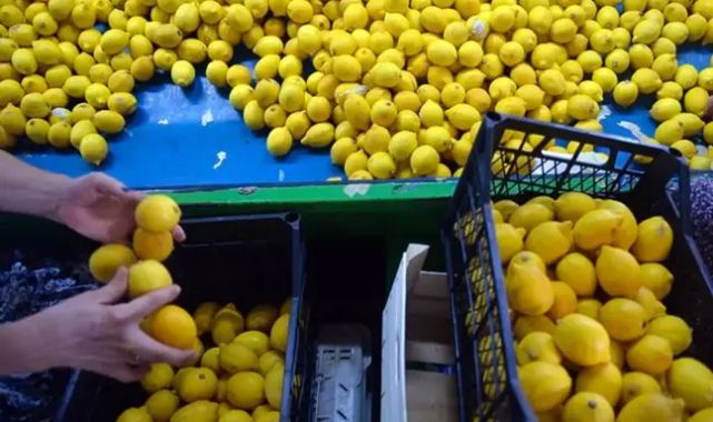 Ticaret Bakanlığı limon ihracatını durdurdu